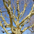 Stängel-/Stammfoto Platanus x hispanica